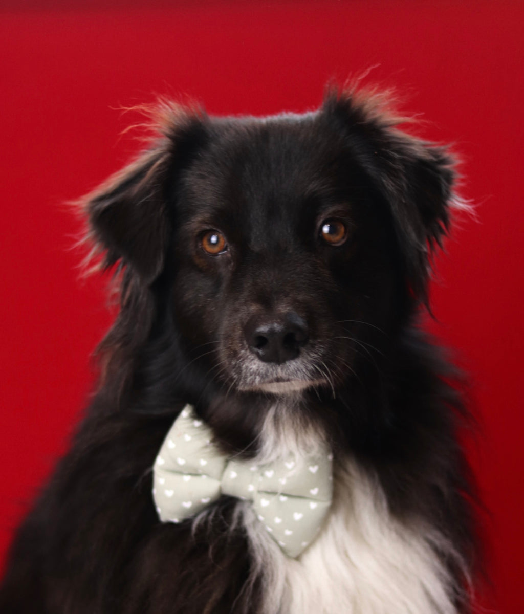 Noeud p’tit cœur vert